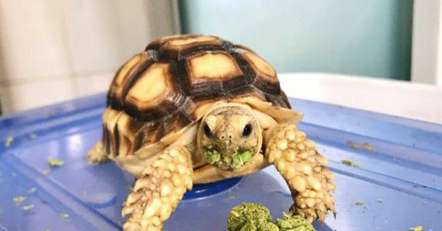 Ảnh rùa vàng đang ăn siêu cute