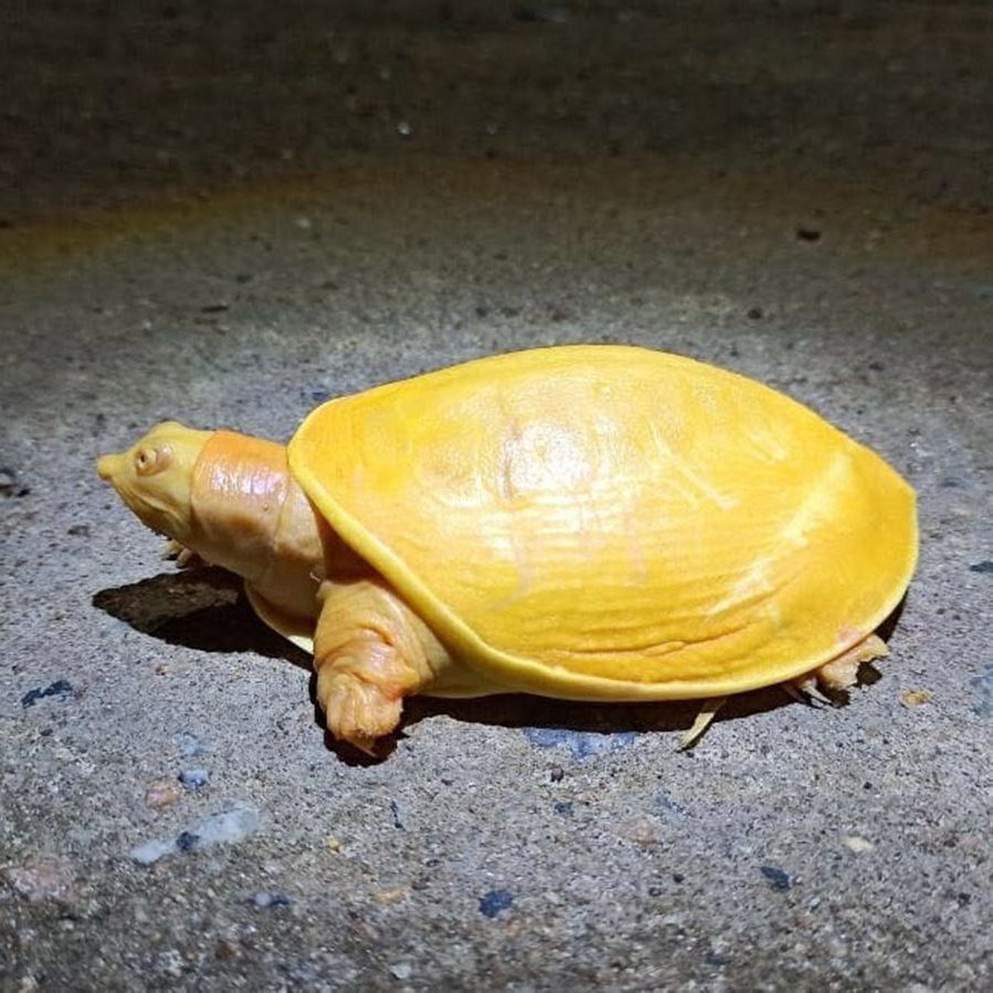 Hình ảnh con rùa vàng cực đẹp