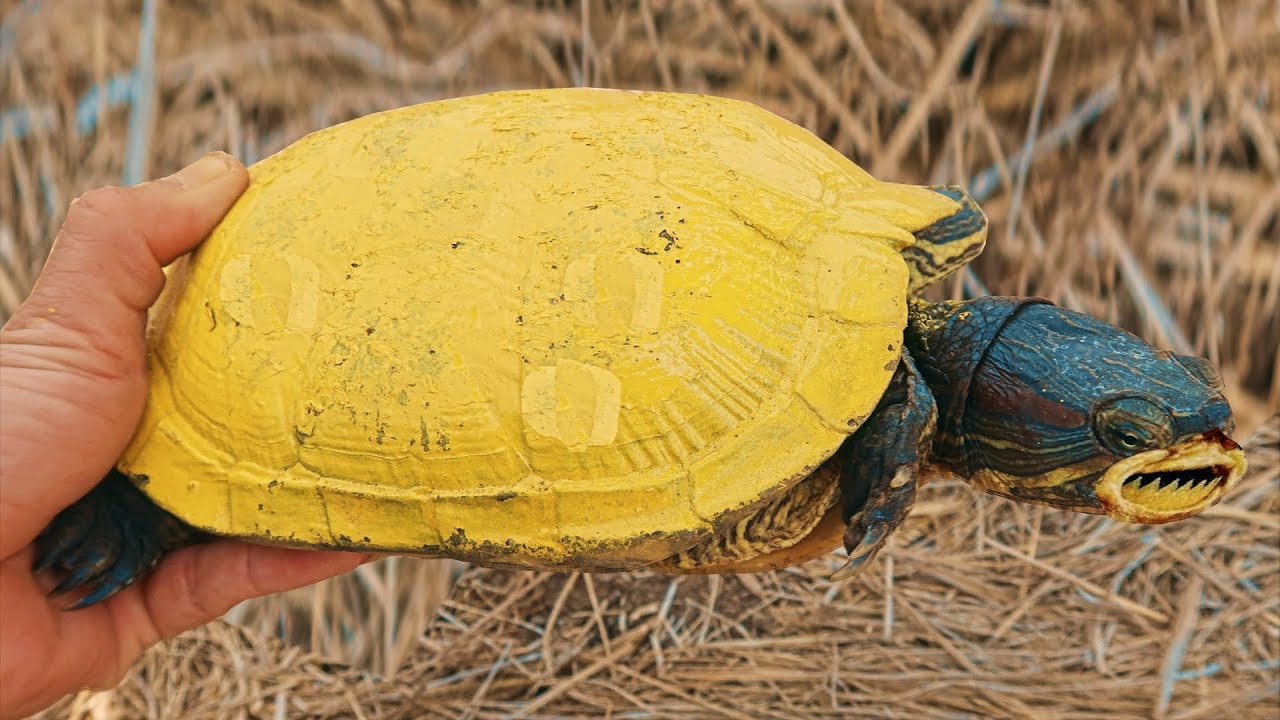 Hình ảnh con rùa vàng