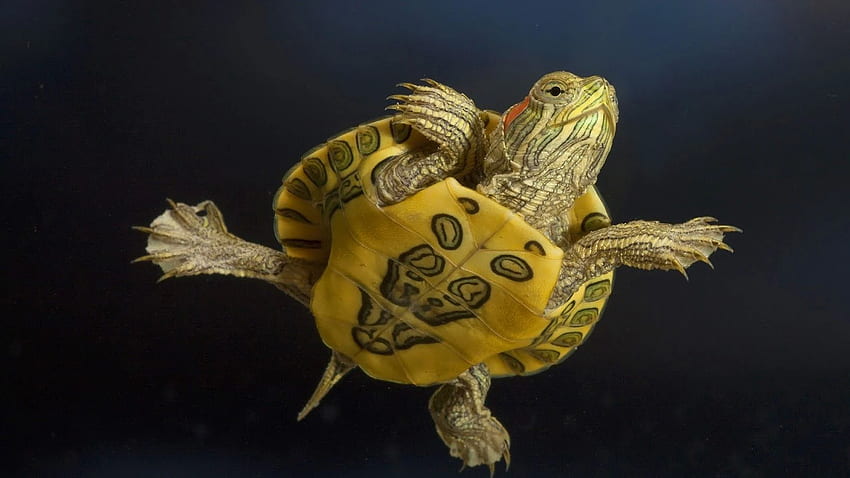 Hình nền rùa vàng đẹp