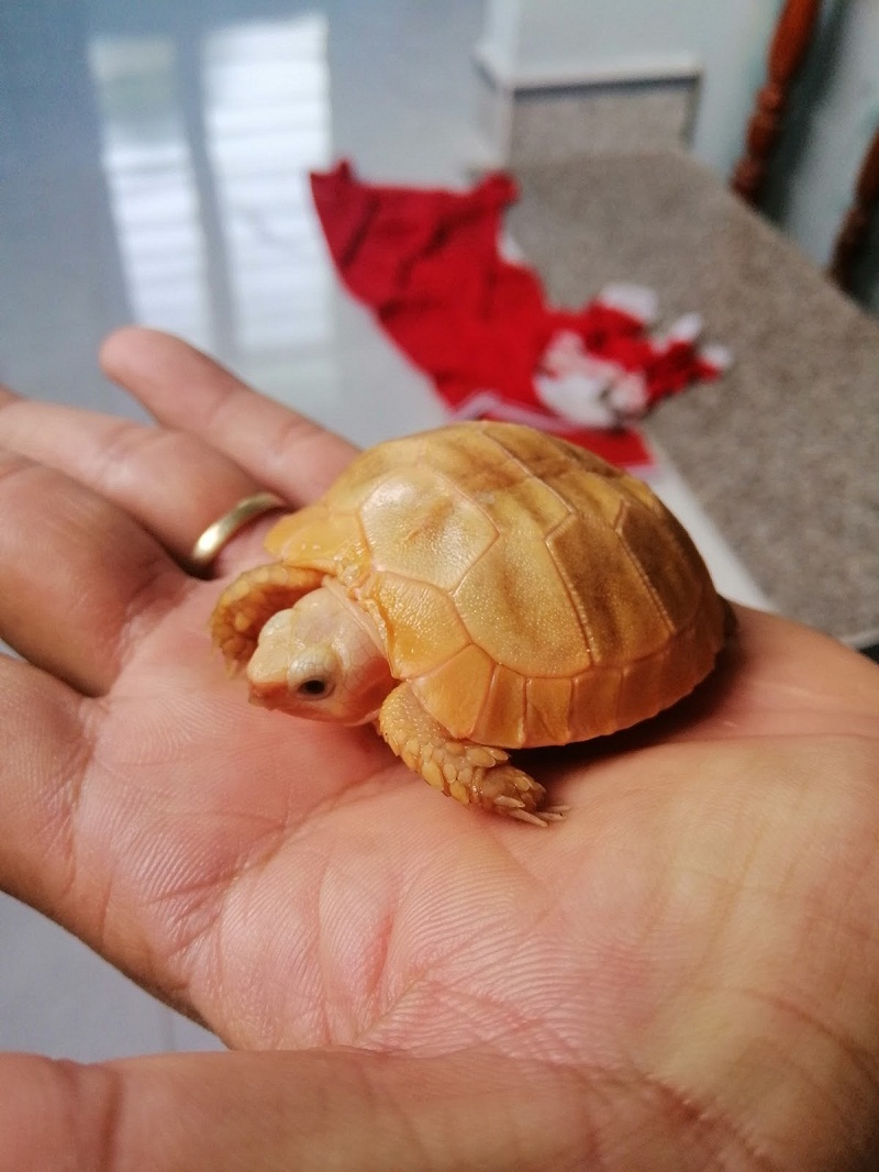 Hình rùa vàng cute siêu đẹp