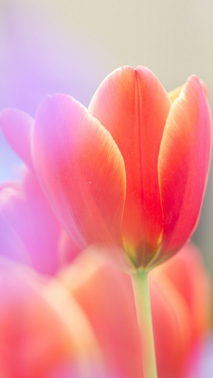 hình nền điện thoại hoa tulip đẹp