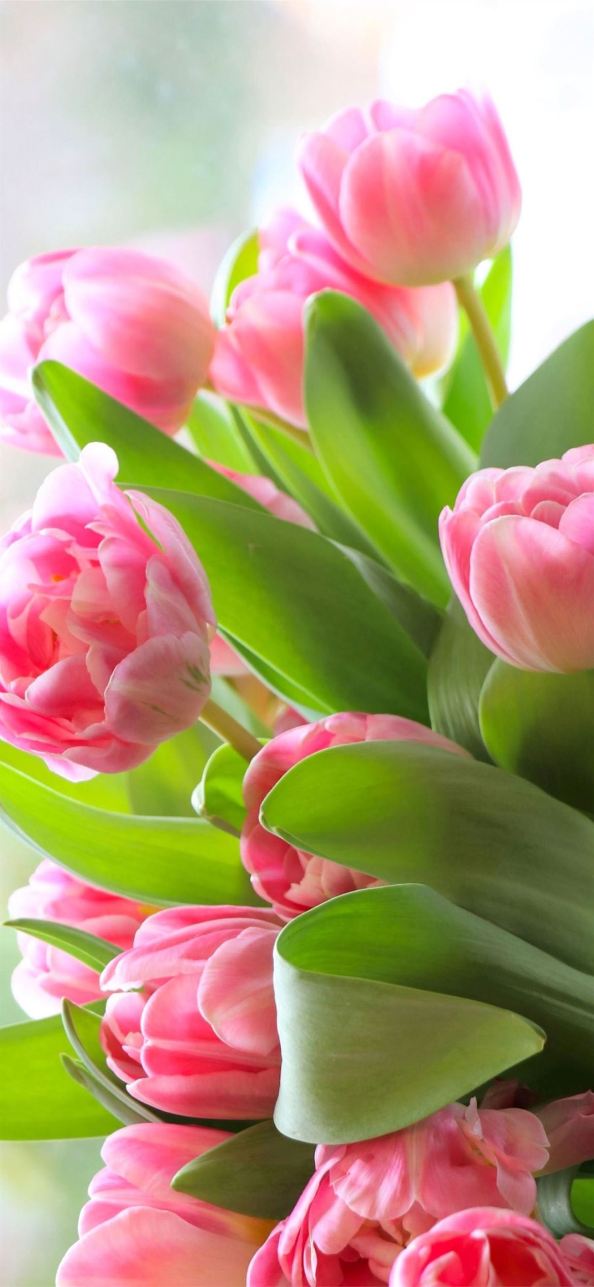 hình nền điện thoại hoa tulip