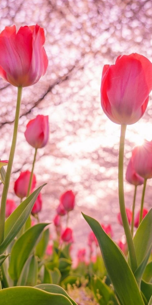 Hình nền điện thoại hoa Tulip cực đẹp