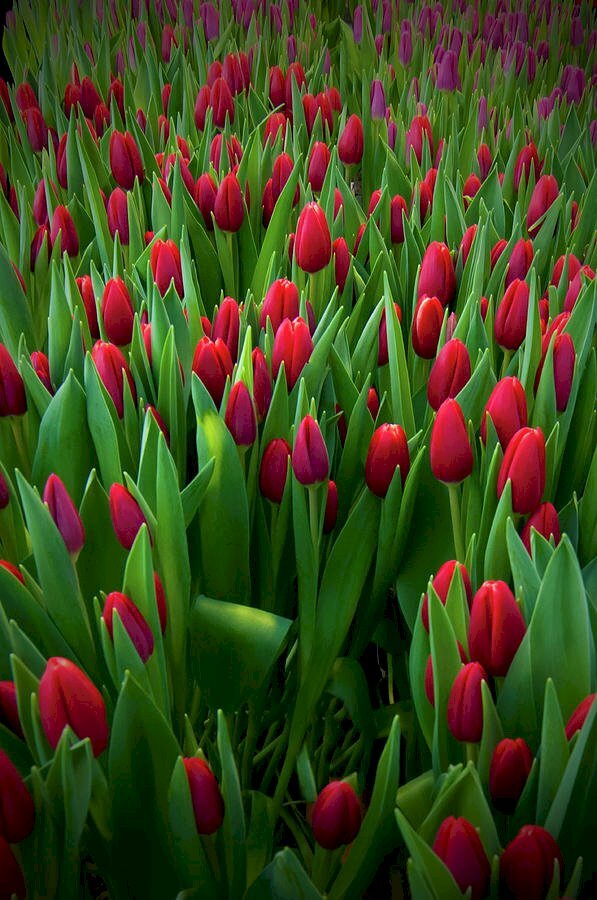Hình nền điện thoại hoa tulip đẹp nhất
