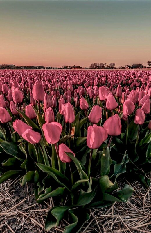 Hình nền điện thoại hoa Tulip siêu đẹp