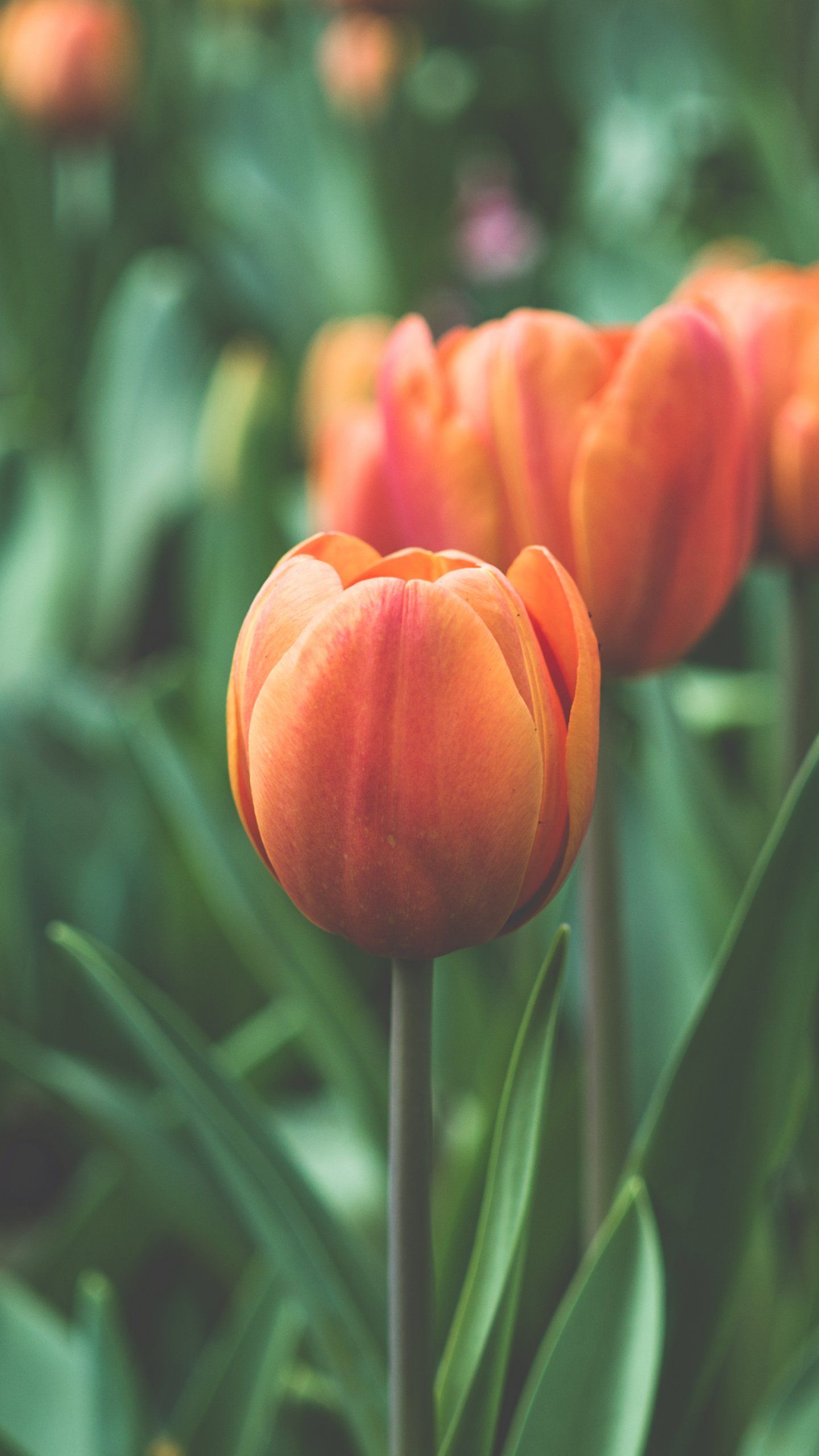 hình nền điện thoại hoa tulip đẹp