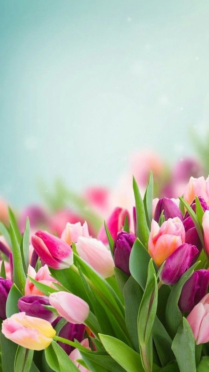 Hình nền điện thoại hoa tulip siêu đẹp