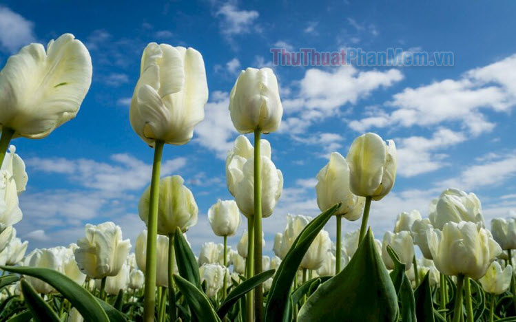 Hình nền hoa Tulip cho điện thoại tuyệt đẹp