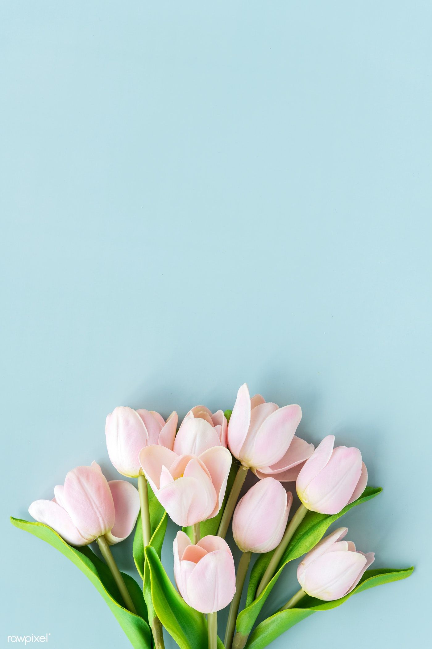 hình nền điện thoại hoa tulip
