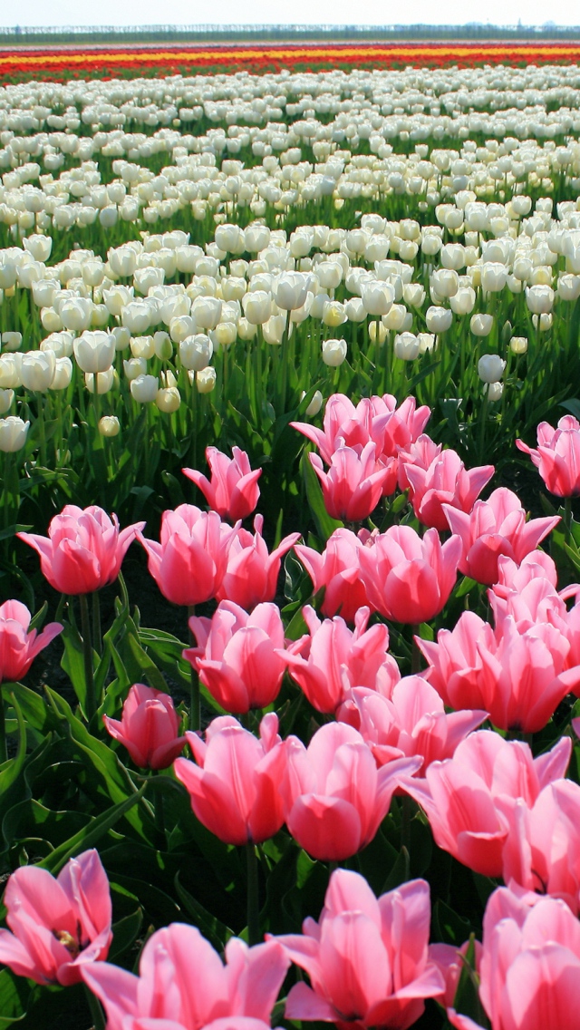 Hình nền điện thoại hoa tulip đẹp nhất