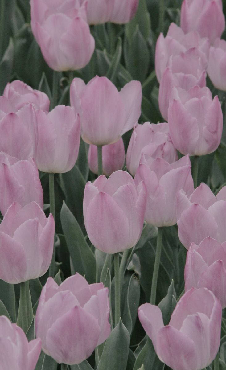 Nền hoa tulip điện thoại di động đẹp