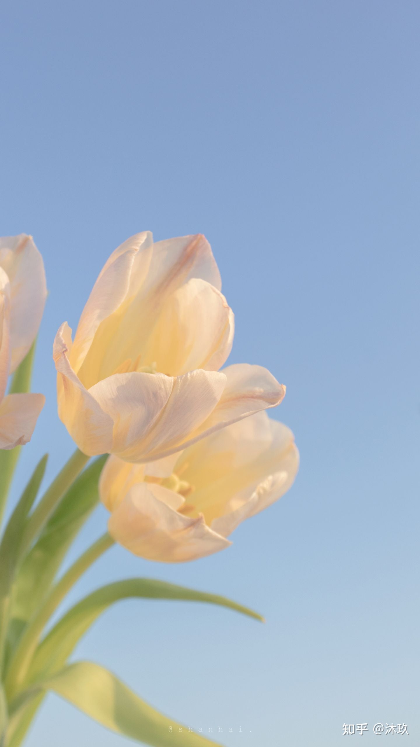 hình nền hoa tulip cho điện thoại di động