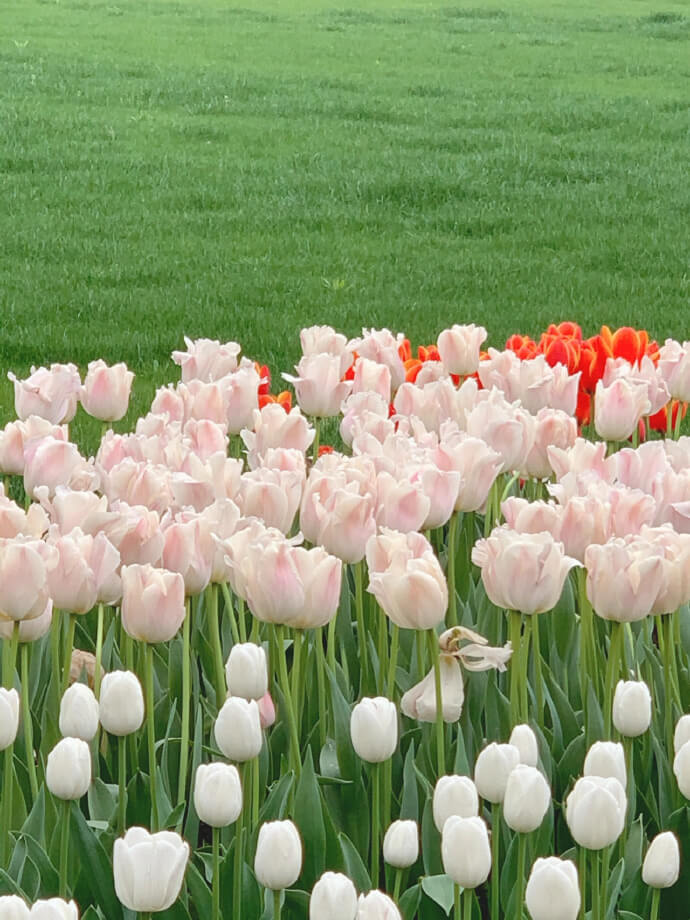 Hoa Tulip cực đẹp cho hình nền điện thoại