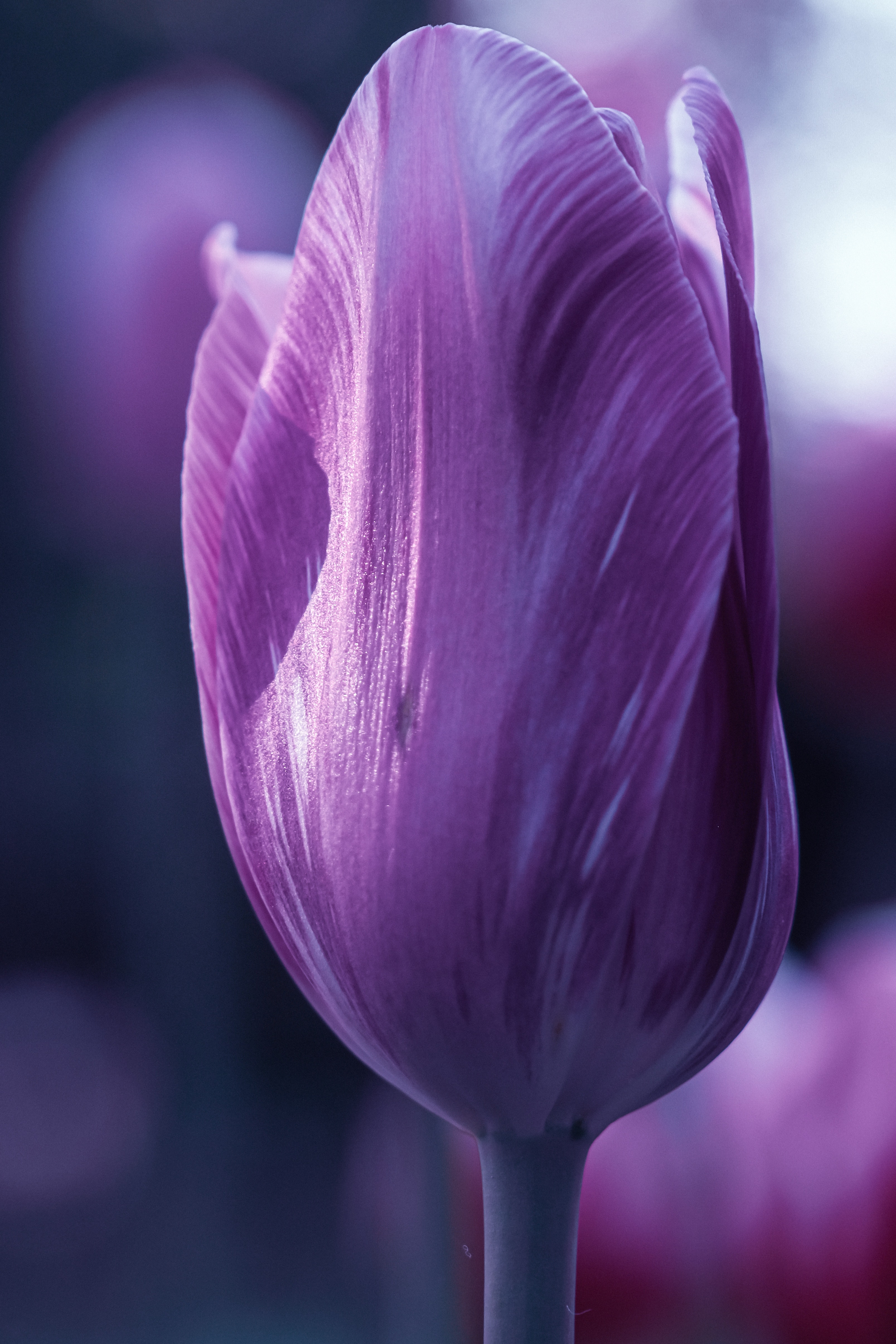 Hình nền điện thoại hoa Tulip siêu đẹp