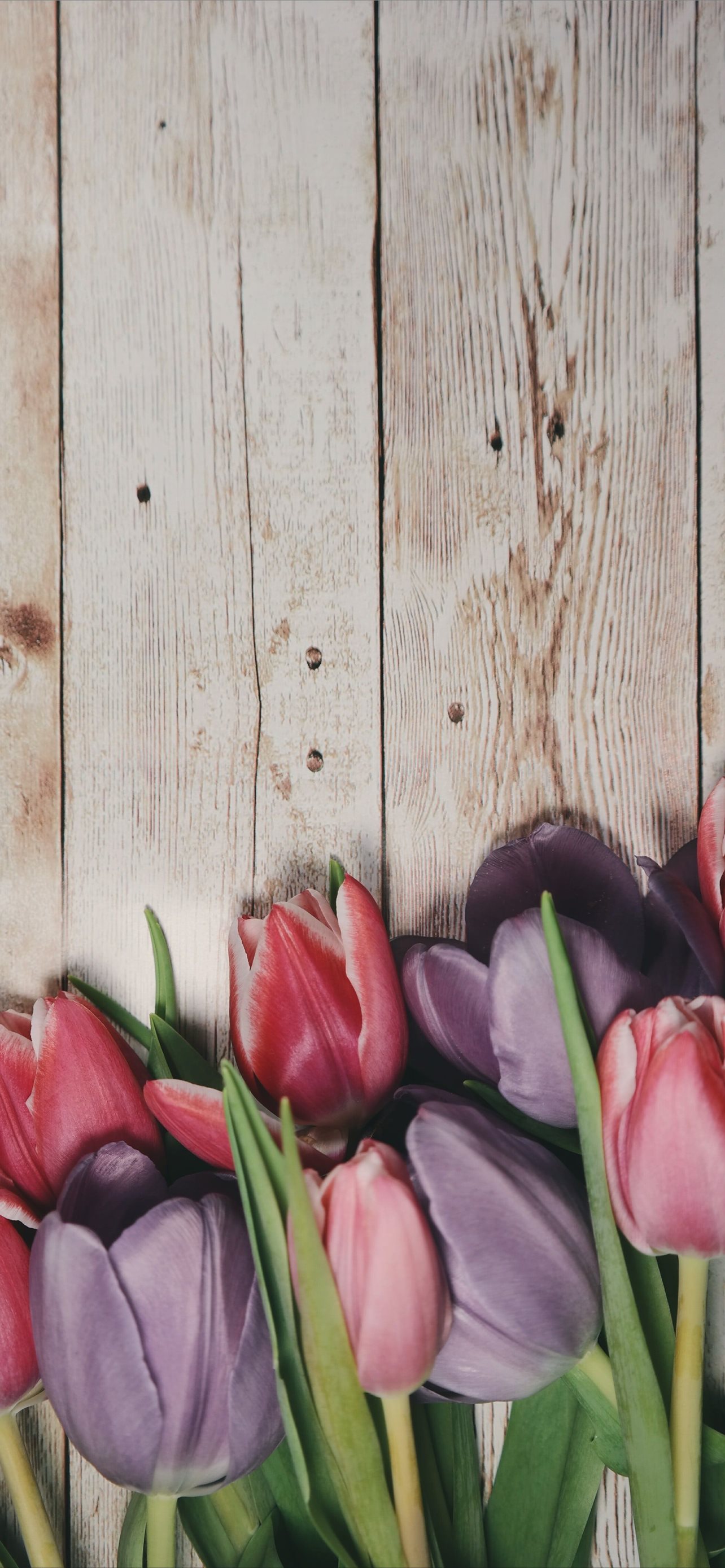 hình nền hoa tulip đẹp cho điện thoại
