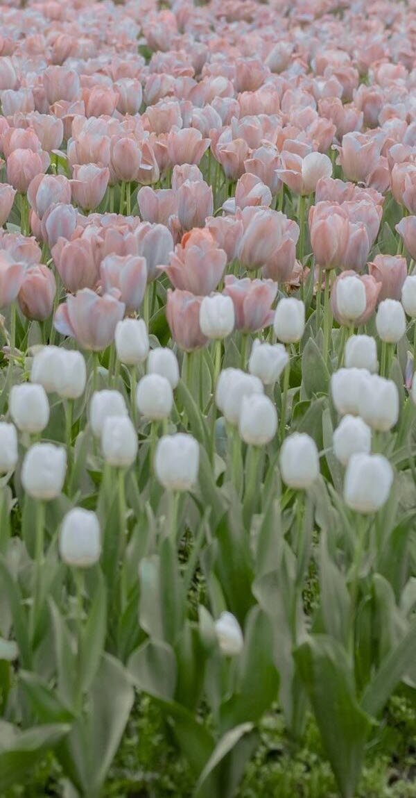 Hình nền điện thoại hoa tulip