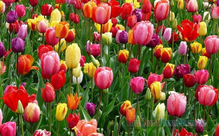 Hoa Tulip trắng có ý nghĩa gì? Ý nghĩa hoa Tulip theo màu sắc