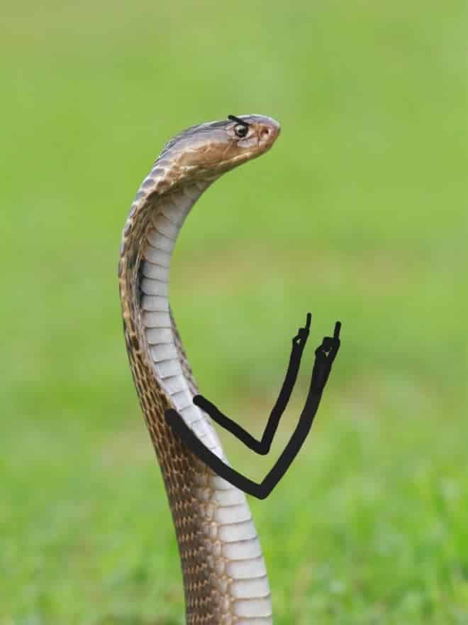 Hình ảnh rắn chibi siêu độc đáo
