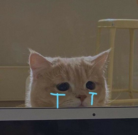 Meme mèo dỗi khóc đẹp