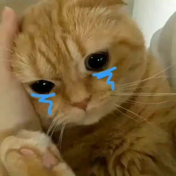 Meme mèo dỗi khóc