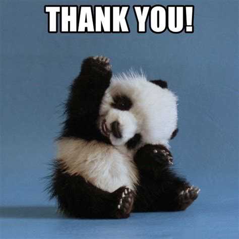 Meme panda cảm ơn cute