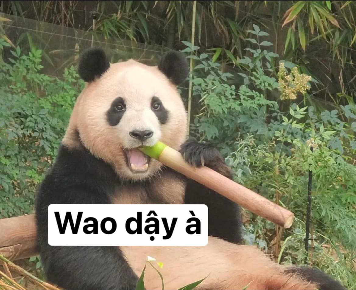 Meme gấu trúc Trung Quốc hài hước cute