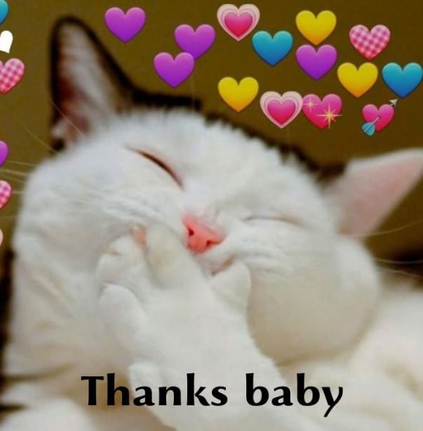 Meme mèo cảm ơn dễ thương đáng yêu và dễ thương đẹp