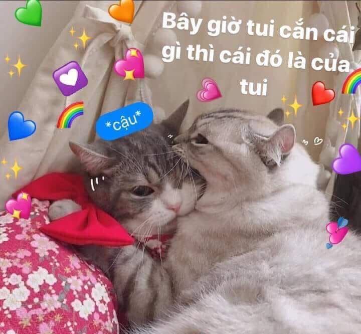 Meme mèo tình yêu cute dễ thương