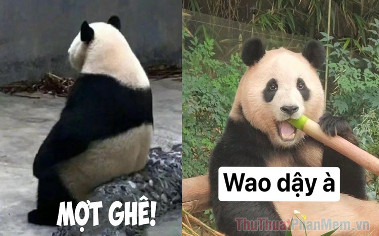 Tổng hợp meme Trung Quốc hài hước, vui vẻ