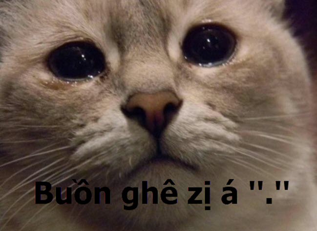 Hình meme mèo buồn cute đáng yêu
