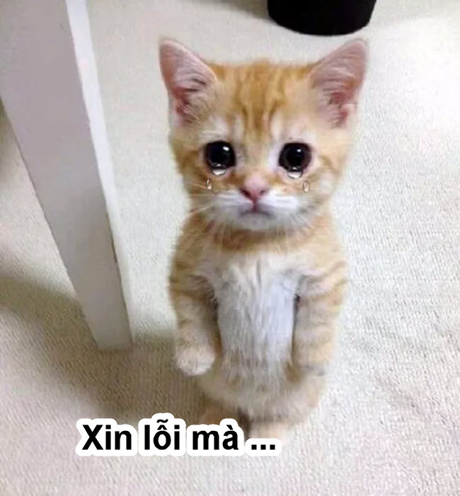 Hình meme mèo buồn cute xin lỗi
