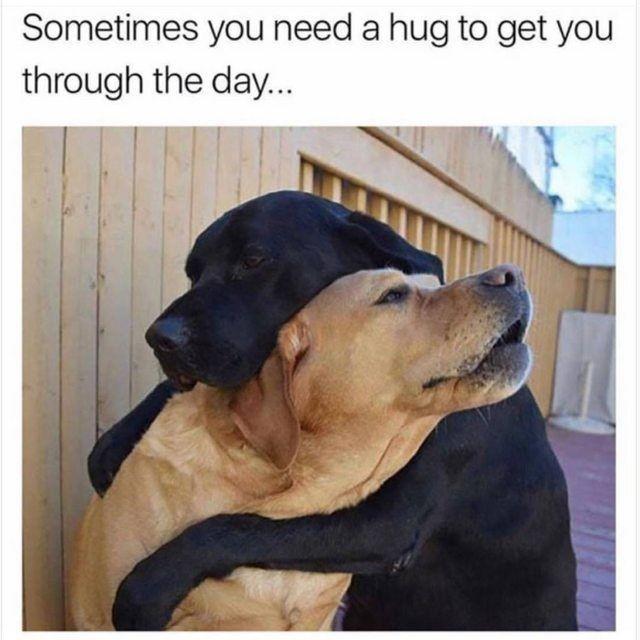 Meme chú chó ôm nhau hài hước