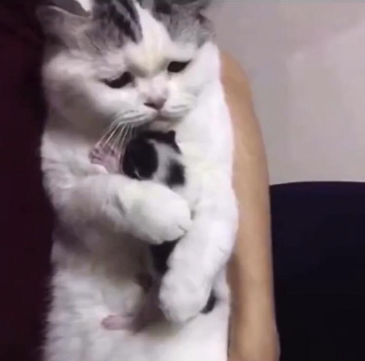 Meme mèo buồn ôm người yêu