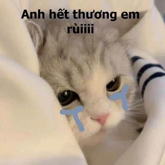 Meme mèo cute khóc