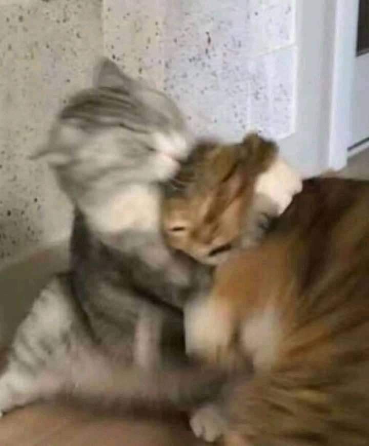 Meme mèo ôm nhau cute