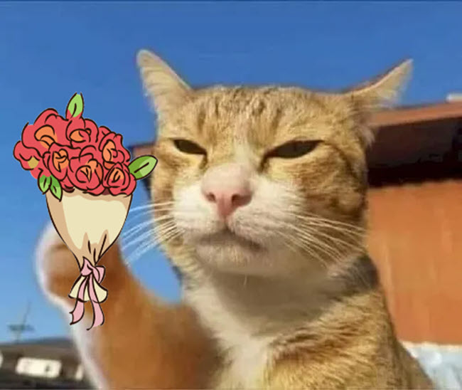 Ảnh meme mèo tặng hoa cute, đáng yêu