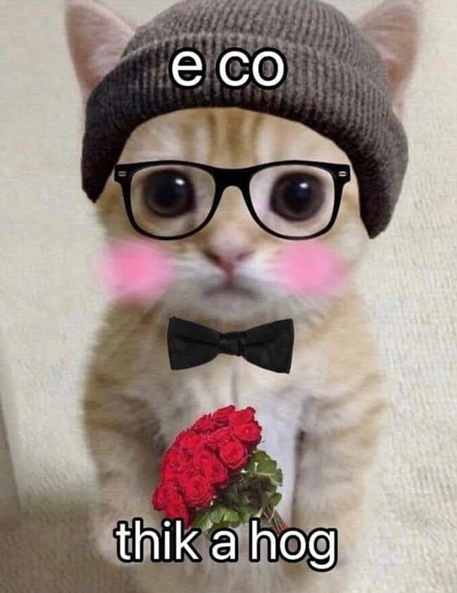Ảnh meme mèo tặng hoa cute