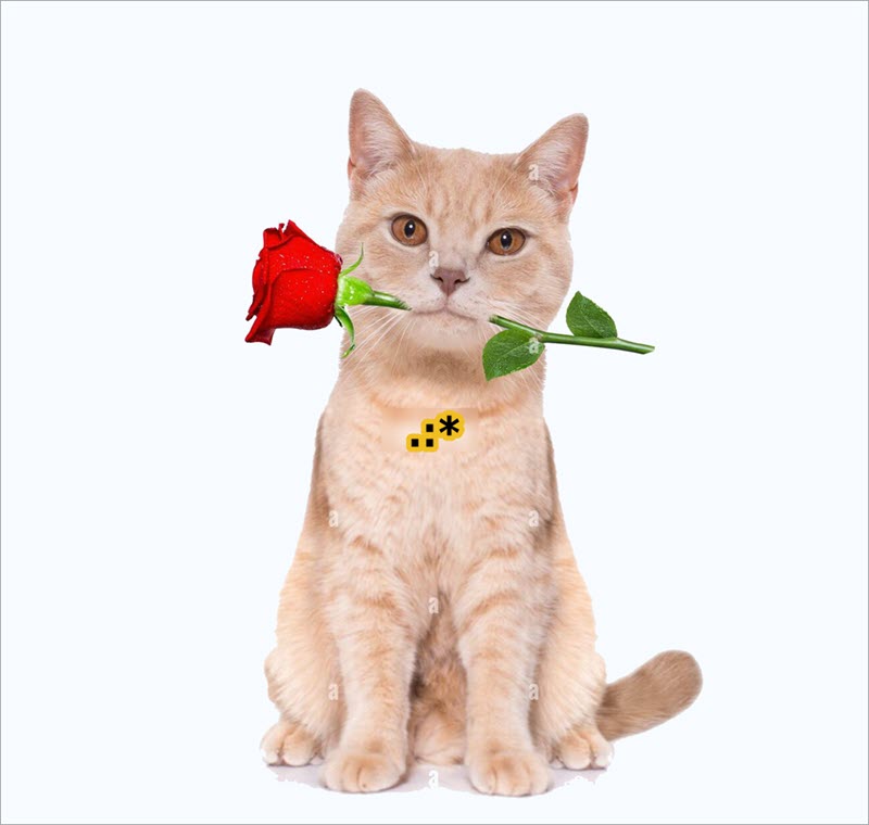 Ảnh meme mèo tặng hoa hài hước