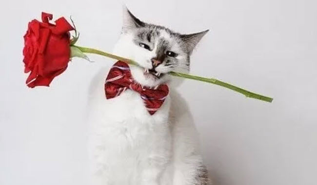 Ảnh meme mèo tặng hoa hồng hài hước