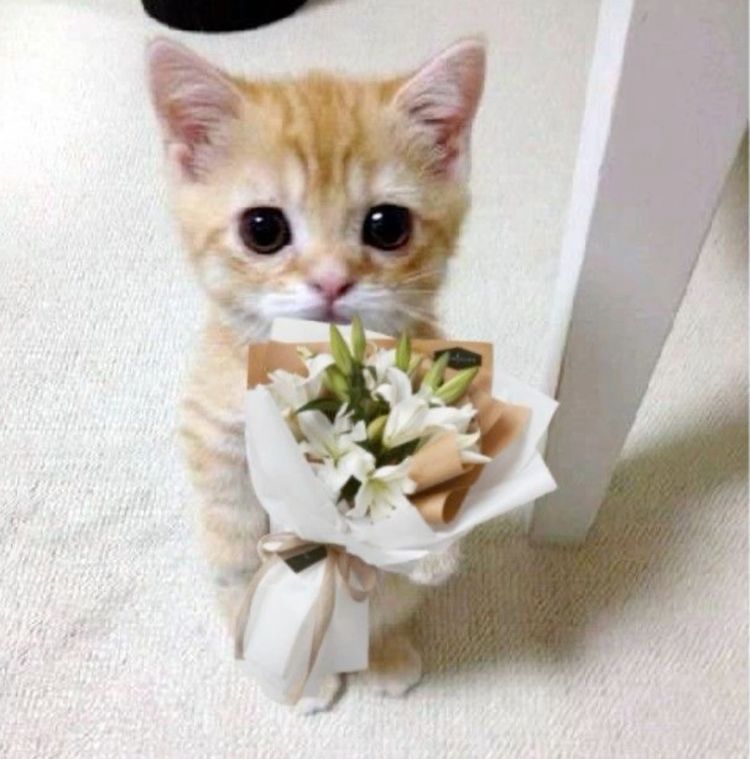 Ảnh meme mèo tặng hoa