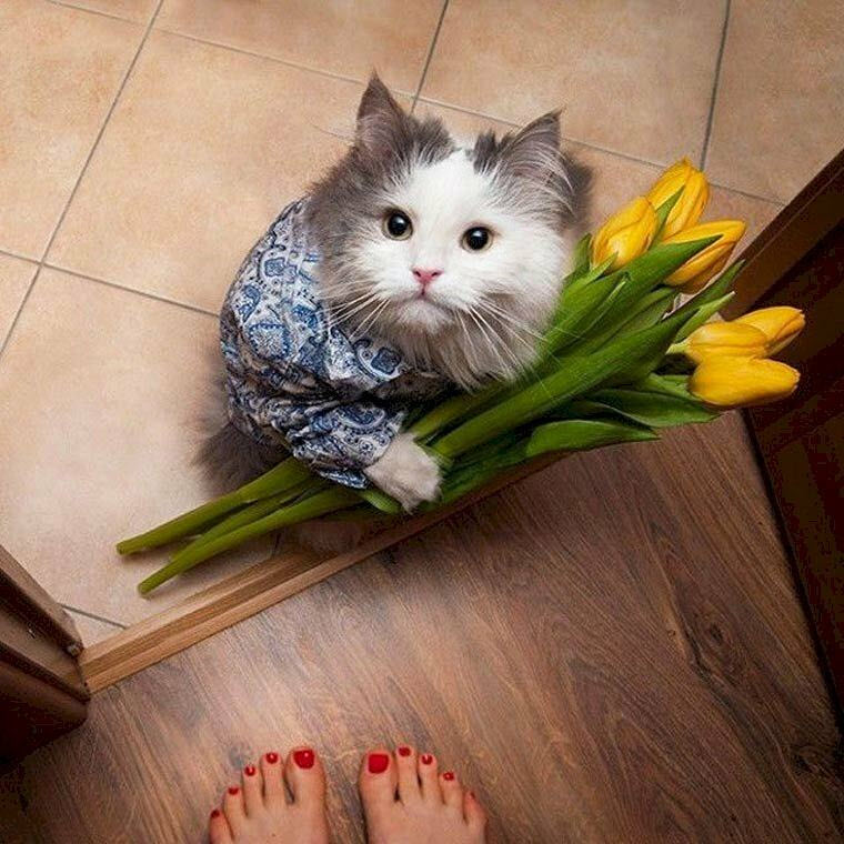 Hình ảnh meme mèo tặng hoa cute, đáng yêu