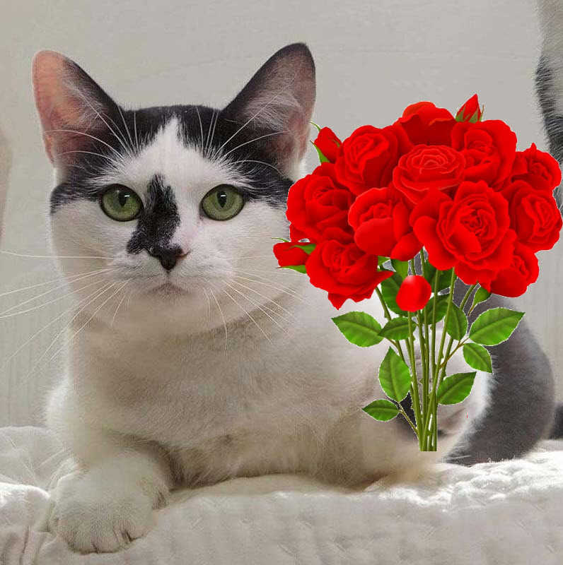 Hình ảnh meme mèo tặng hoa đẹp