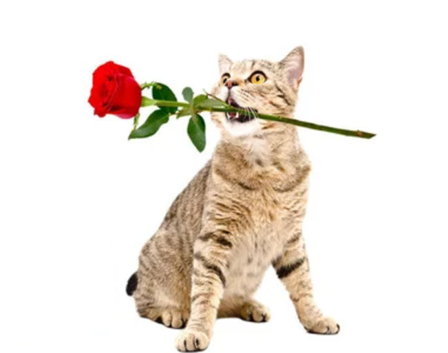Hình ảnh meme mèo tặng hoa hài hước đáng yêu