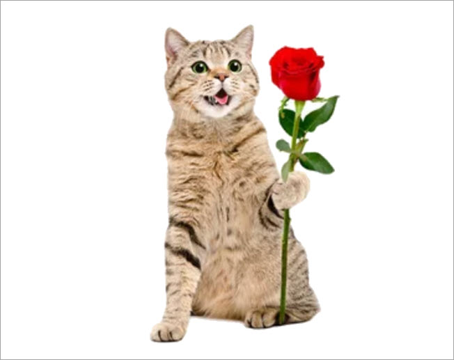 Hình ảnh meme mèo tặng hoa hồng
