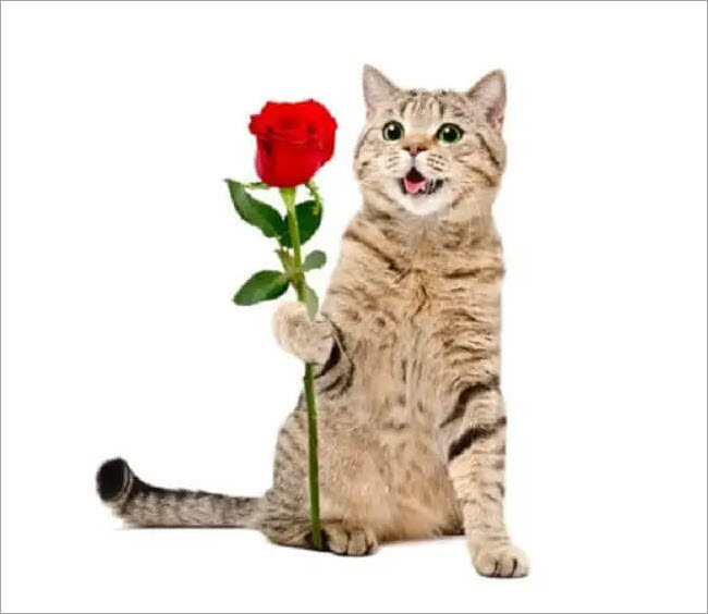 Hình meme mèo tặng hoa cute đáng yêu