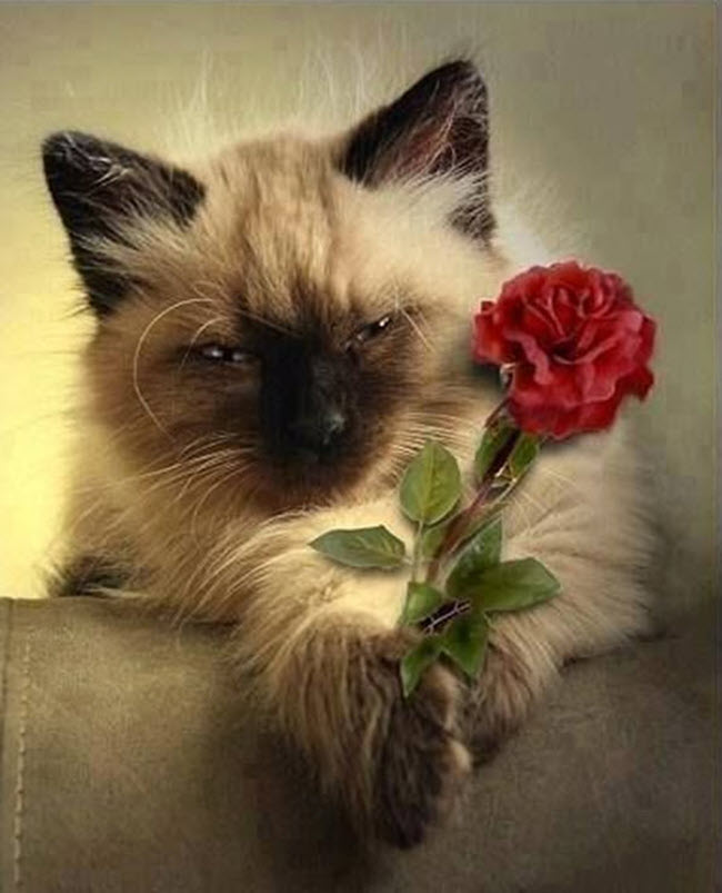 Hình meme mèo tặng hoa đáng yêu