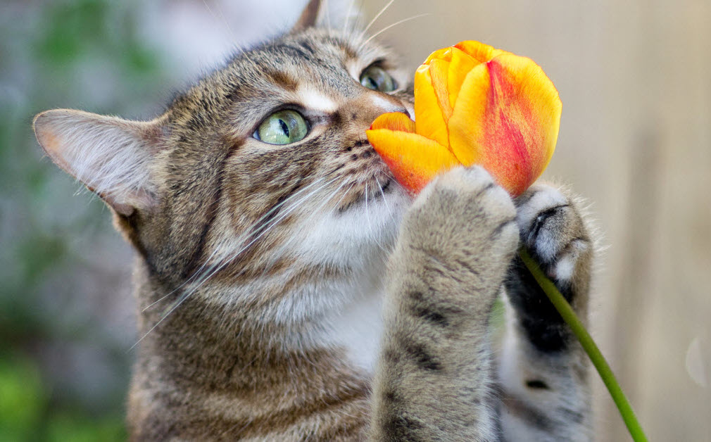 Hình meme mèo tặng hoa hài hước