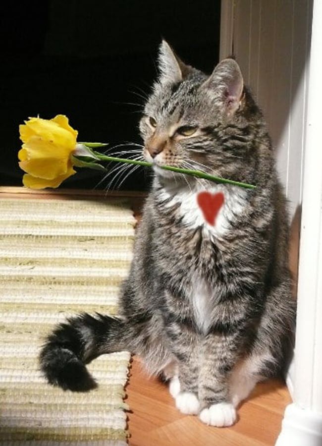 Hình mèo meme tặng hoa đáng yêu