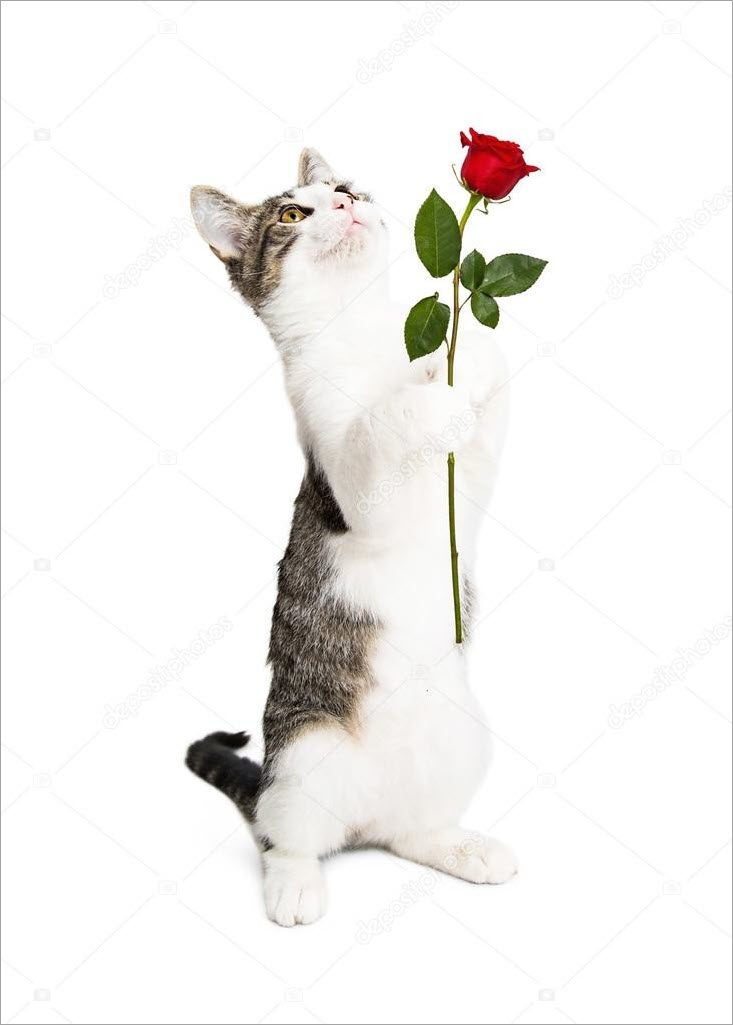 Hình mèo tặng hoa hài hước meme